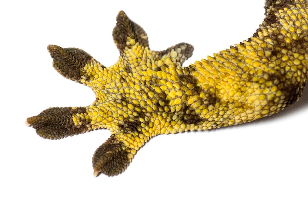 Photo jambes et pieds d'un gecko huppé correlophus ciliatus