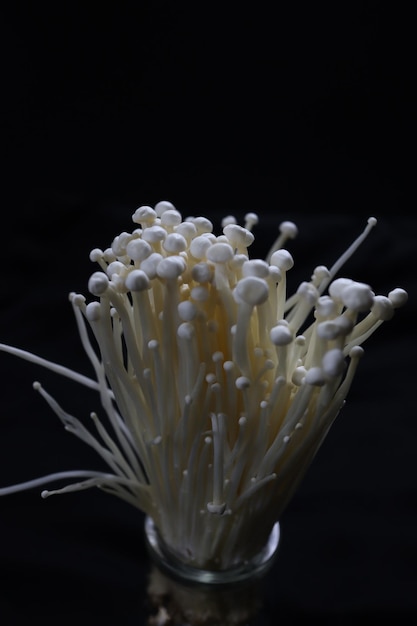 Jamur enoki Enoki est un champignon bien connu pour son rôle dans la cuisine japonaise ou enokitake