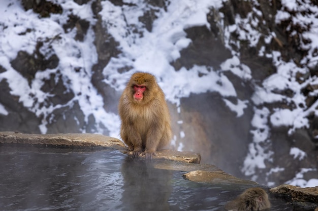 Photo japanese snow monkey familyjigokudani monkey park nagano japonle 09 janvier 2022