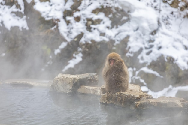 Photo japanese snow monkey familyjigokudani monkey park nagano japonle 09 janvier 2022