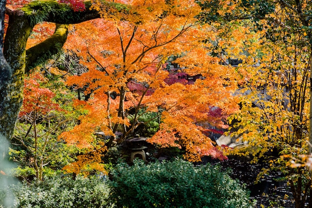 Japon forêt colorée en automne Voyage Asie vintage film colortone