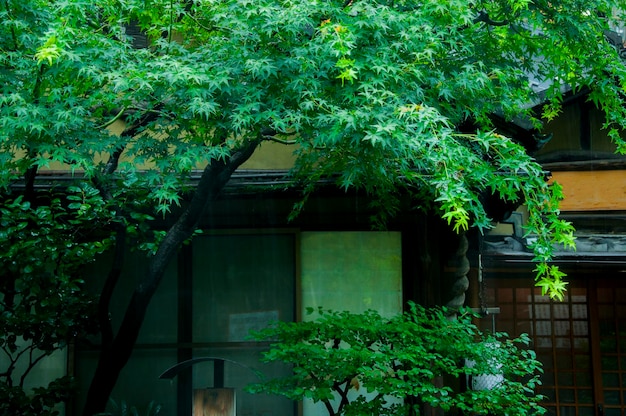 Japon Tokyo Sensoji Temple Kaminarimon rue commerçante ruelle restaurant japonais