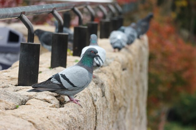 Japonais oiseau colombe debout sur la pierre.