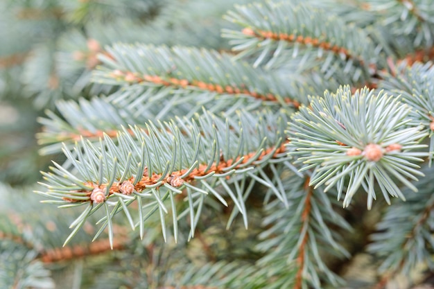 Jardin abstrait arrière-plan branches d'épinette verte en gros plan profondeur de champ sélective