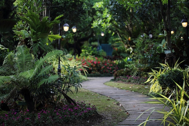 Jardin d'allée avec lampe