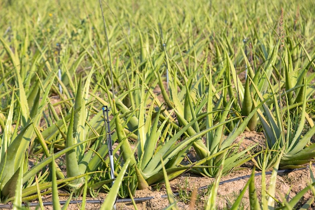 Jardin d'aloe vera à éclairer à midi.