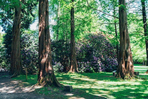 Jardin avec arbres en fleurs au printemps