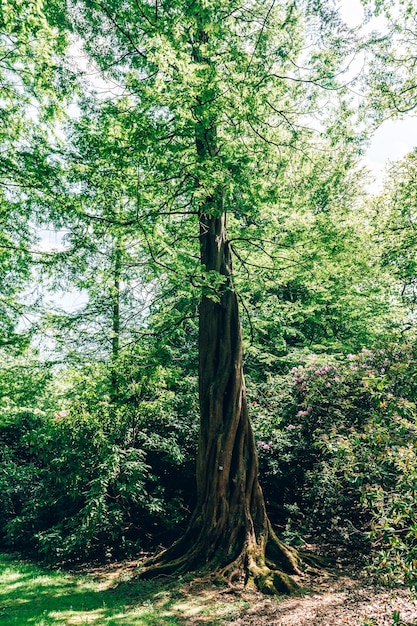 Jardin avec arbres en fleurs au printemps