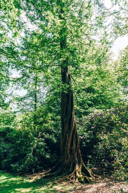 Jardin avec arbres en fleurs au printemps