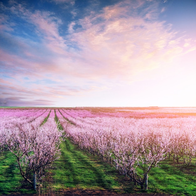 Jardin des arbres en fleurs