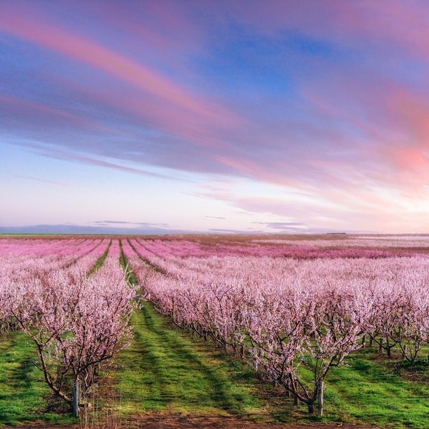 Jardin des arbres en fleurs