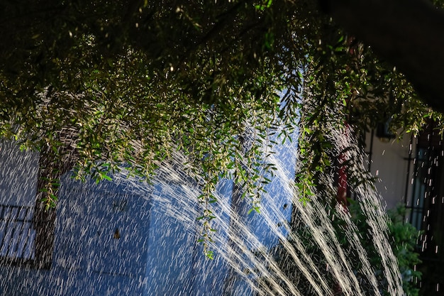 Jardin arrosé par un arrosage automatique