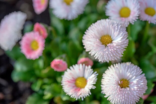 Jardin des asters