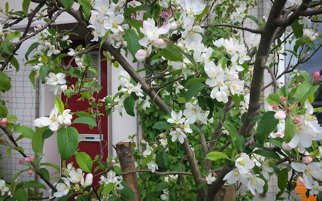 Jardin au printemps