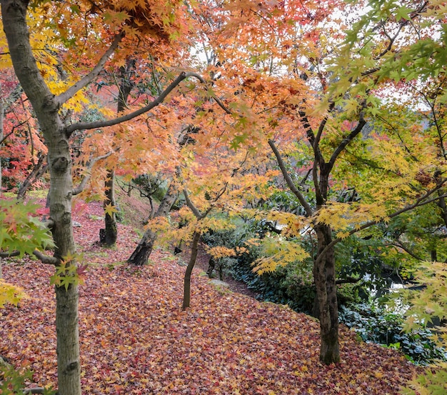 Jardin d'automne au temple Eikando ou Zenrinji à Kyoto, au Japon. Eikando est surtout connu pour ses superbes couleurs d'automne