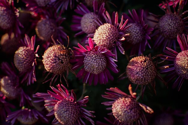 Photo un jardin d'automne de chrysanthèmes violets un parterre de fleurs à la lumière du soleil belle toile de fond abstraite