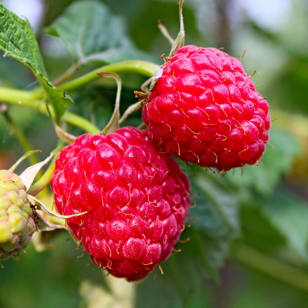 Jardin de baies framboises