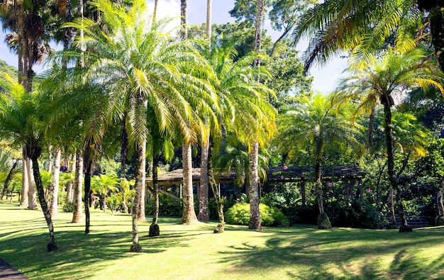 Le jardin de Balata Martinique île French West Indies