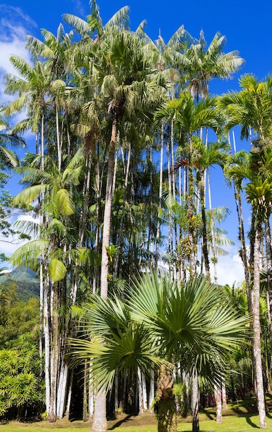 Le jardin de Balata Martinique île French West Indies