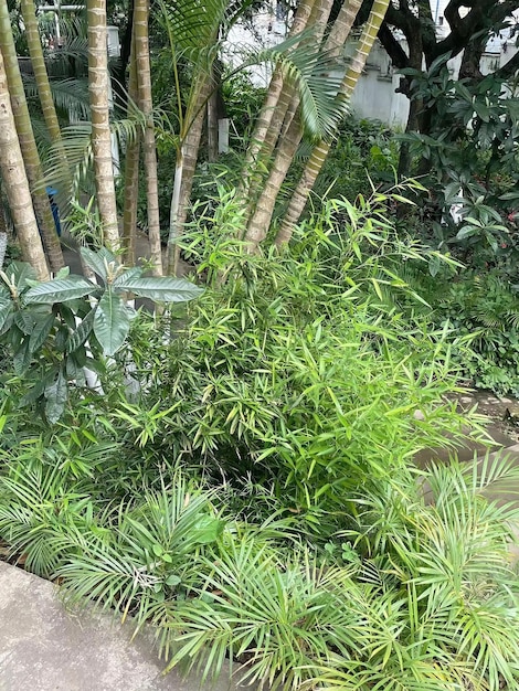 Un jardin avec beaucoup de plantes et d'arbres