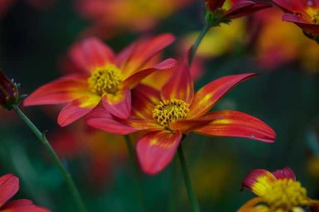 Jardin bicolore fleur dahlia macro photographie sur fond vert fleur aster jaune orange