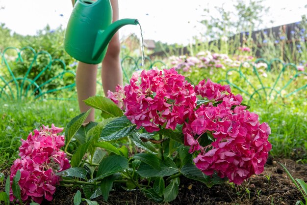 Jardin biologique avec irrigation et petites plantes dans le jardin