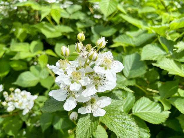 Jardin Blackberry rubus canescens libre avec copyspace