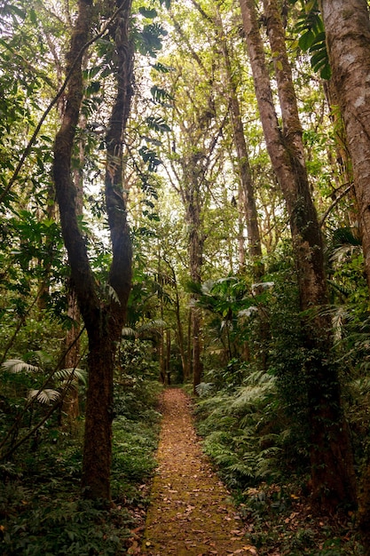 Jardin botanique de Bedugul, Bali, Indonésie