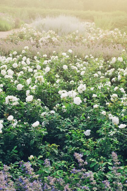 Jardin botanique en fleurs au printemps