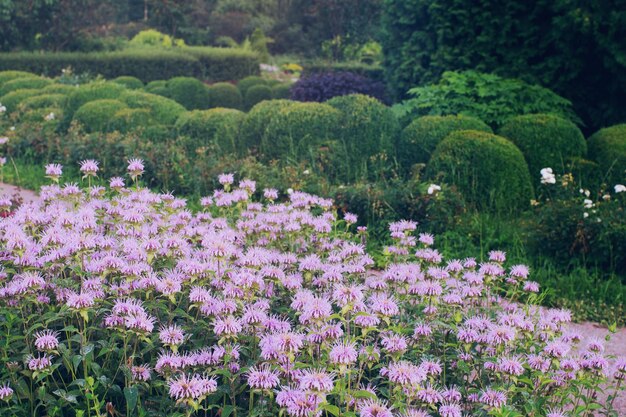 Jardin botanique en fleurs au printemps