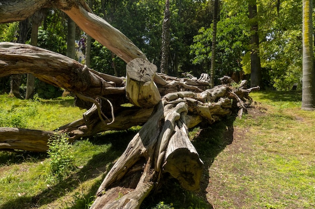 Jardin botanique de Lisbonne