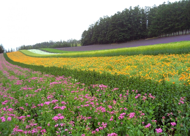 Jardin botanique multicolore sur l&#39;île d&#39;Hokkaido au Japon