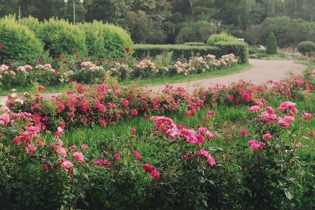 Jardin botanique avec des roses roses en fleurs