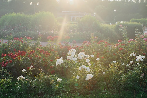 Jardin botanique avec roses rouges et blanches en fleurs