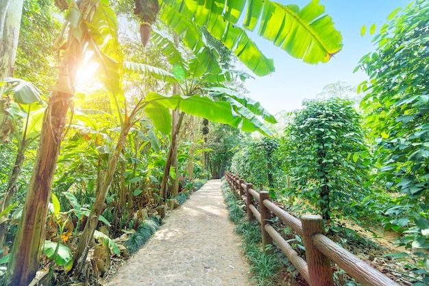 Jardin botanique tropical sur l'île de Hainan