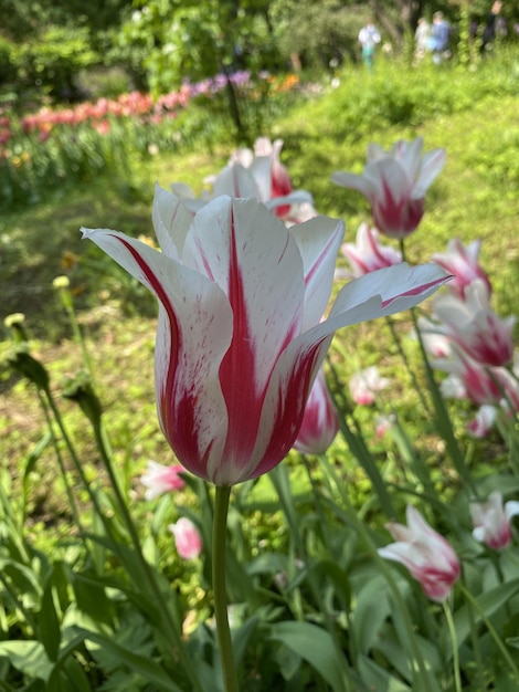 Photo le jardin botanique des tulipes lumineuses