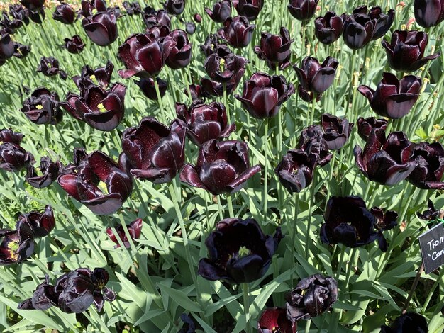 Photo le jardin botanique des tulipes lumineuses