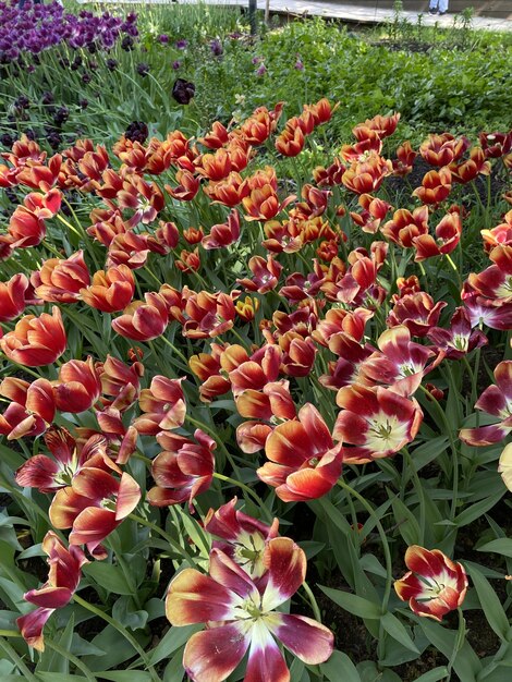 le jardin botanique des tulipes lumineuses