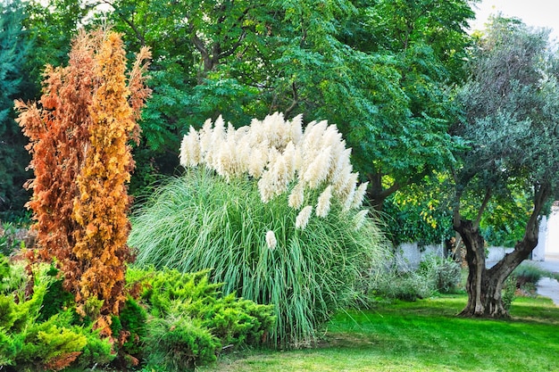 Jardin avec buissons de cortaderia selloan, oliviers et Cupressaceae.