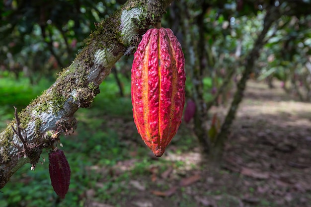 Photo jardin de cacao