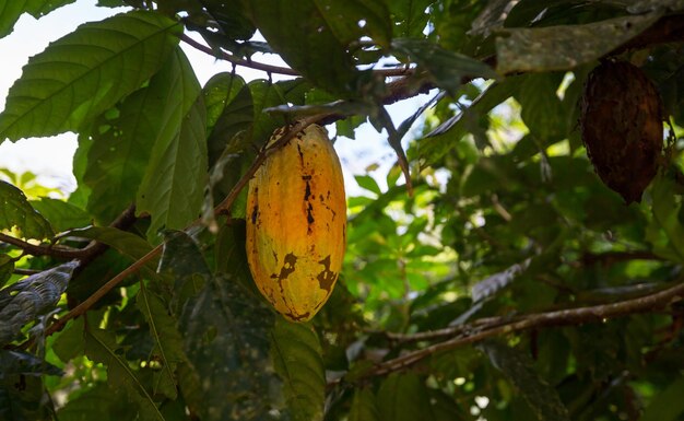 Photo jardin de cacao