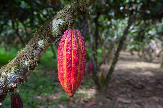 Photo jardin de cacao