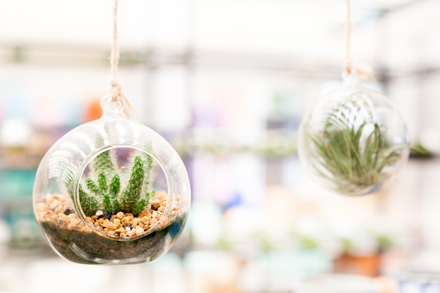 Photo jardin de cactus en bouteille