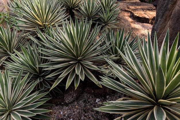 Jardin de cactus. Différents types de cactus