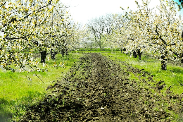 Jardin de cerisiers en fleurs