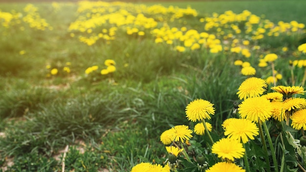 Jardin avec un champ sans fin de fleurs jaunes de kulbaba. photo de haute qualité