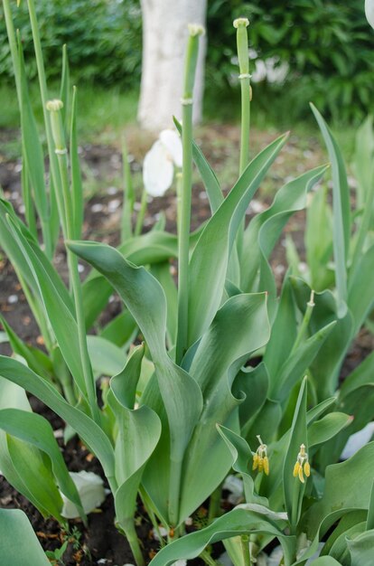 Jardin coloré au printemps et plante de tulipes Beau jardin au printemps Tulipes en croissance se bouchent