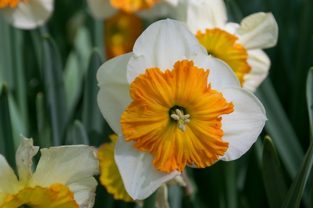 Jardin coloré