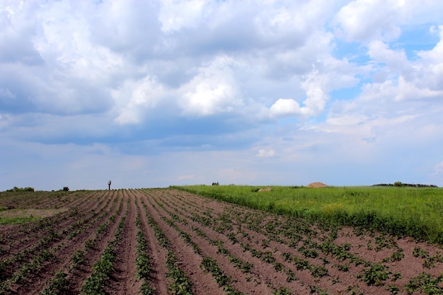 Jardin de cuisine avec un lit de pommes de terre en croissance