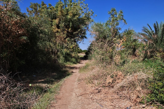 Le jardin dans le petit village sur le Nil près de Khartoum au Soudan